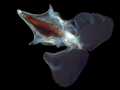 Plancton : Cavolinia Inflexa