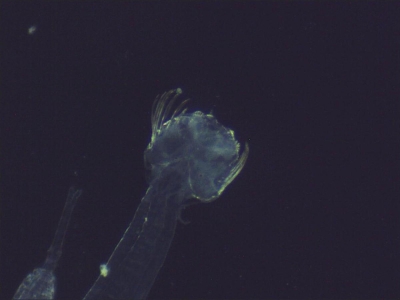 Plancton : Chétognathe