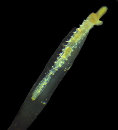 Plancton : Lanice Conchilega