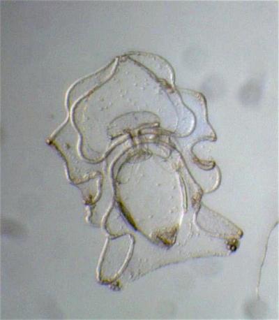 Plancton : Auricularia