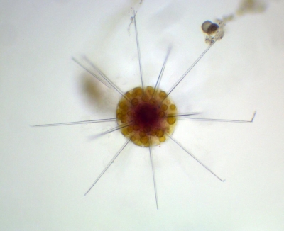 Plancton : Acanthaire