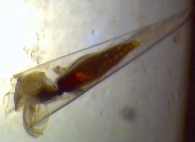 Plancton : Creseis virgula conica