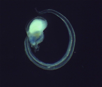 Plancton : Appendiculaire