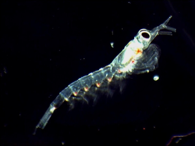 Plancton : Euphausiacé