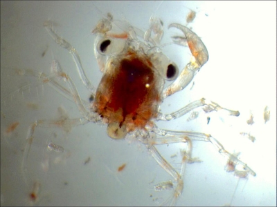 Plancton : Mégalope de Crabe