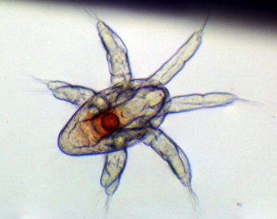 Plancton : Nauplius d'ostracode