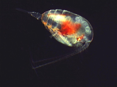Plancton : Copépode