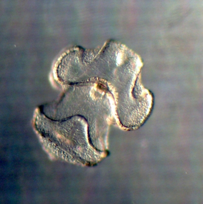 Plancton : Bipinnaria