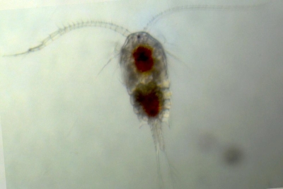 Plancton : Temora longicornis