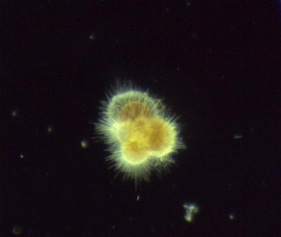 Plancton : Foraminifère