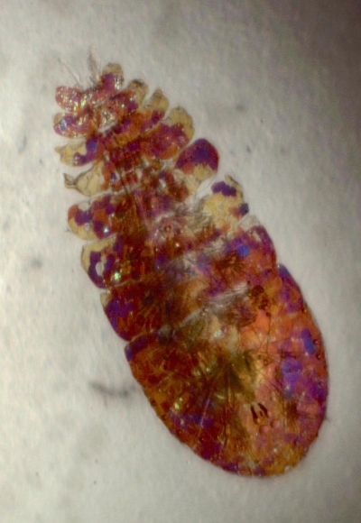 Plancton : Sapphirina iris