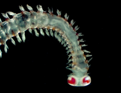 Plancton : Alciopides