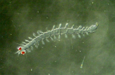 Plancton : Alciopidé