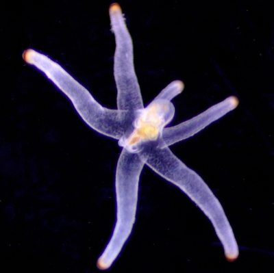 Plancton : cérianthe