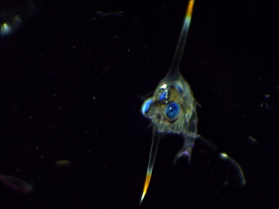 Plancton : Zoé de crabe