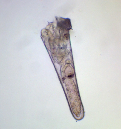 Plancton : Larve véligère de Creseis