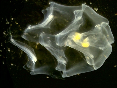 Plancton : Hippopodius hippopus