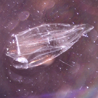 Plancton : Siphonophore