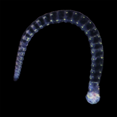 Plancton : Une annélide transparente