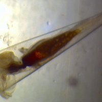 Creseis virgula conica