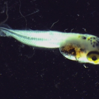 Larve de poisson