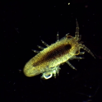 Amphipode